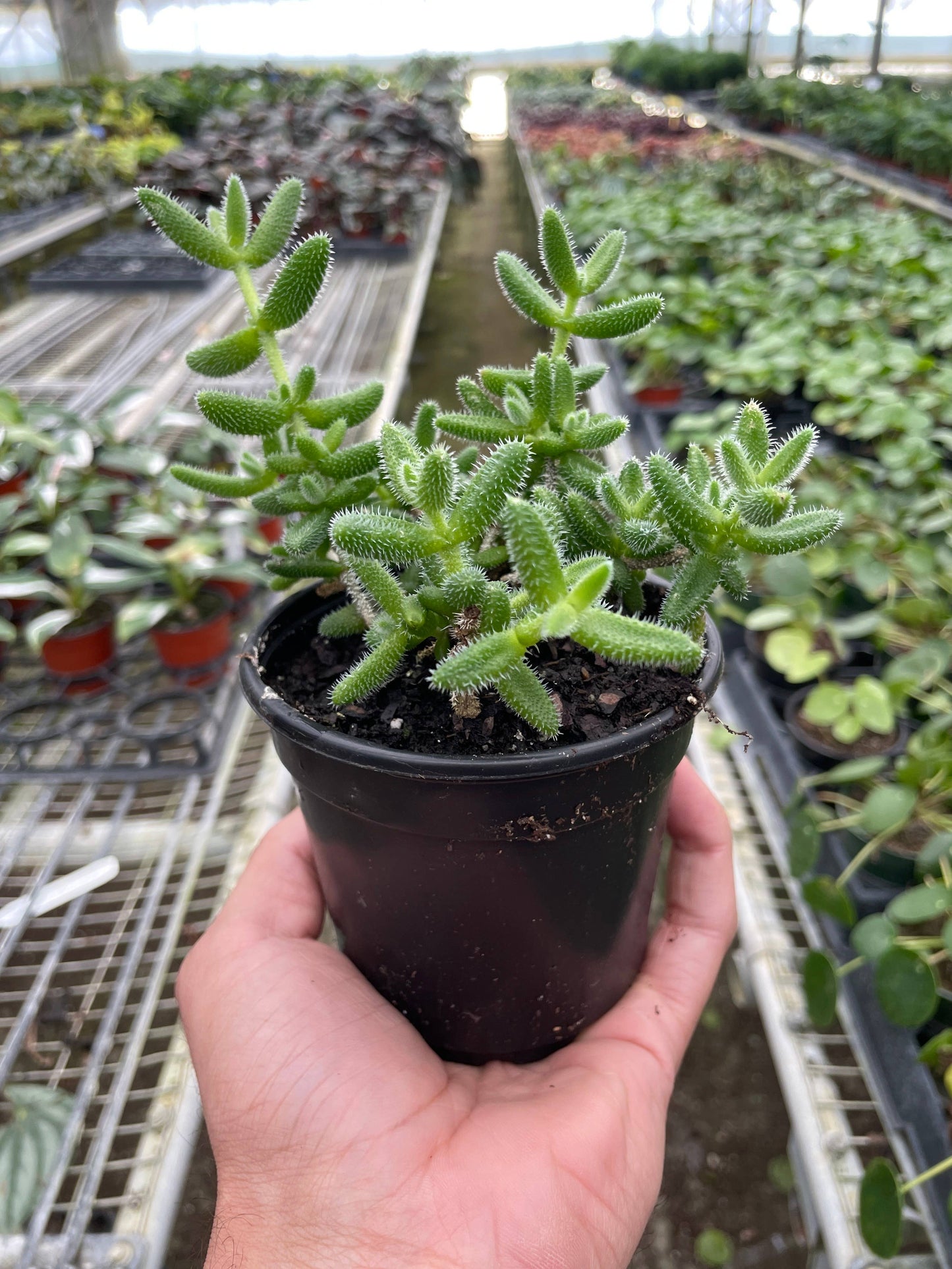 Delosperma echinatum 'Pickle Plant' - 4" Pot