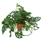 MONSTERA SWISS CHEESE 6-inch
