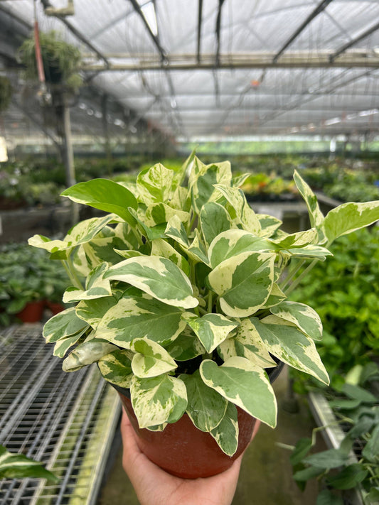 POTHOS NJOY 6-inch