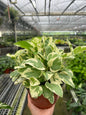 POTHOS NJOY 6-inch