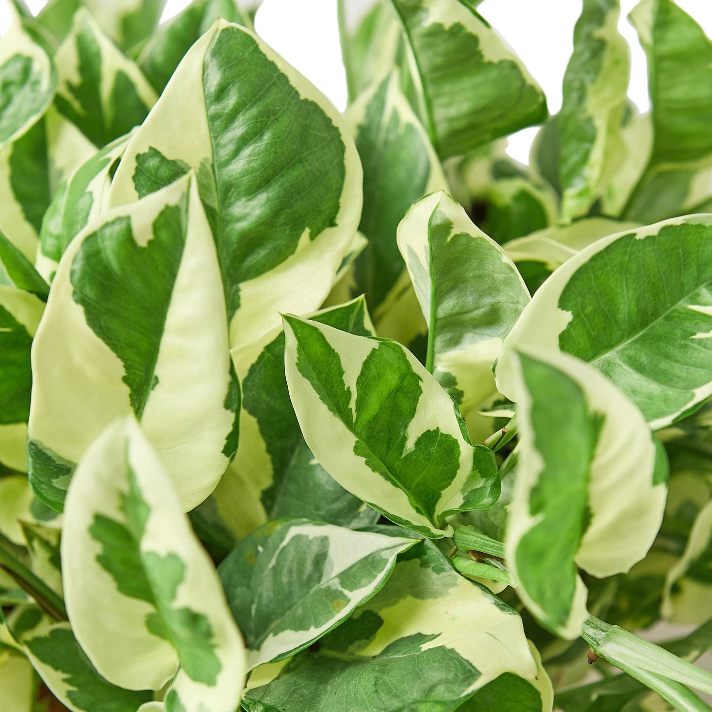 POTHOS NJOY 6-inch