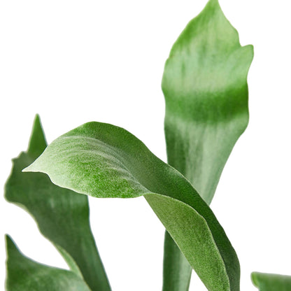 FERN STAGHORN 6-inch