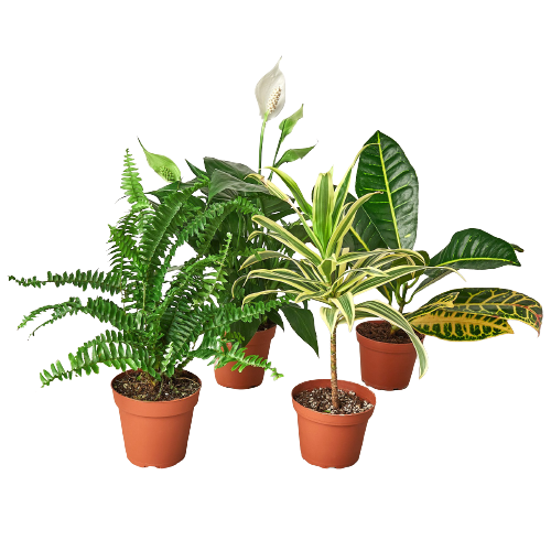 Air Purifying Variety Bundle - 4" Pots