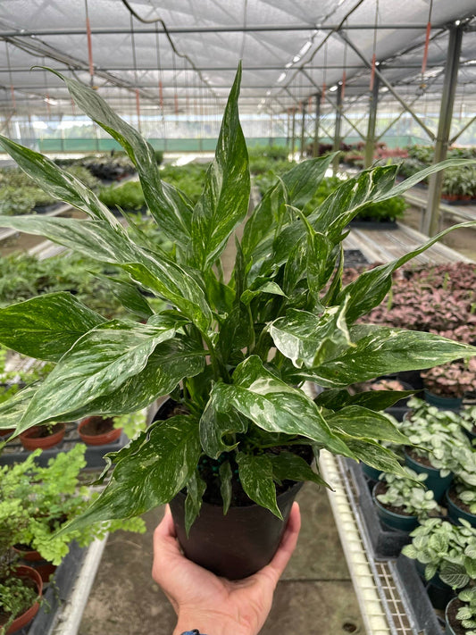 Variegated Spathiphyllum 'Domino' - 6" Pot