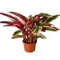 STROMANTHE TRIOSTAR 6-inch