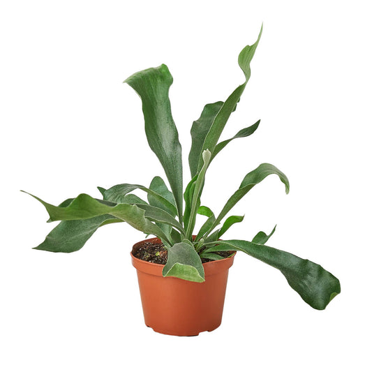 FERN STAGHORN 6-inch