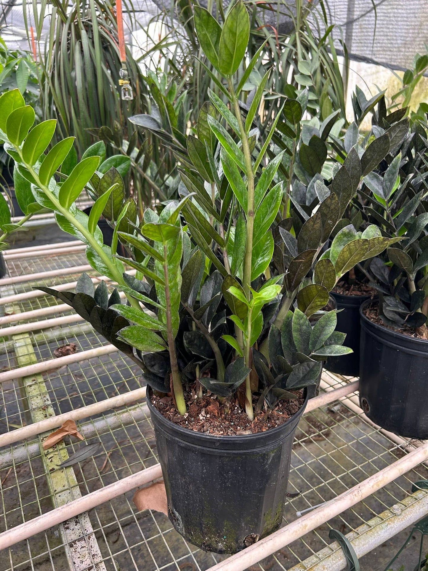 ZZ Zamioculcas 'Black Queen' - 8" Pot