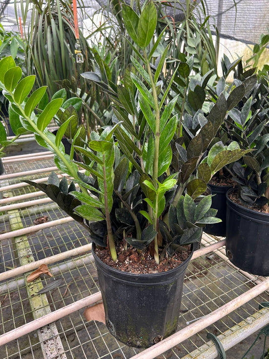 ZZ Zamioculcas 'Black Queen' - 8" Pot